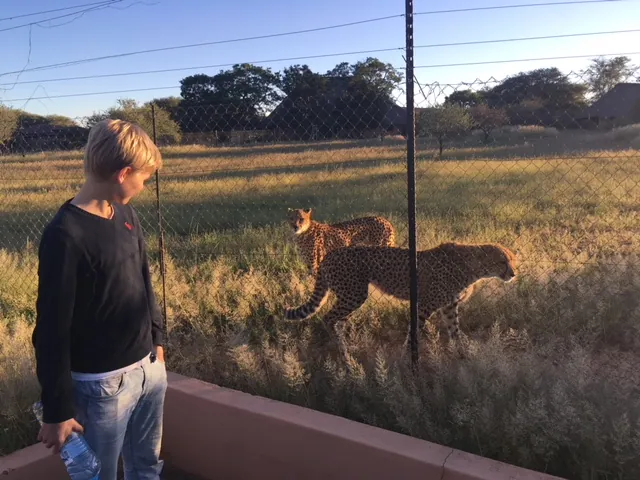 Cheetahs bij CCF