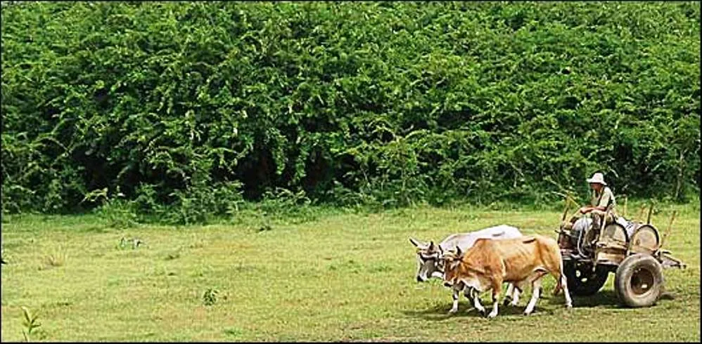 Marabu op Cuba
