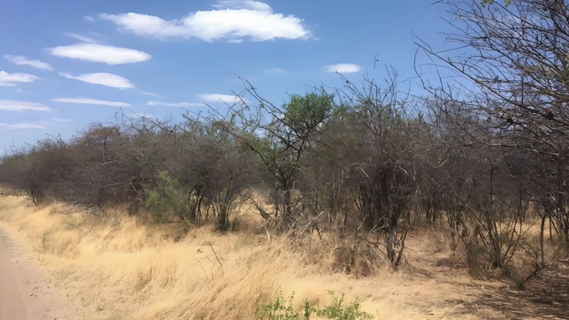 De bush bij Otjiwarongo, Namibië
